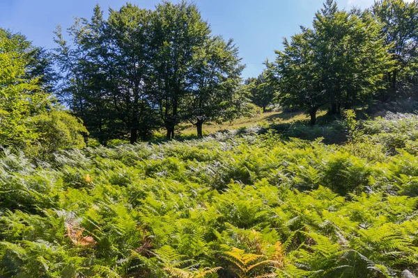 丘のなだらかな斜面に植生のジューシー グリーン カーペット — ストック写真