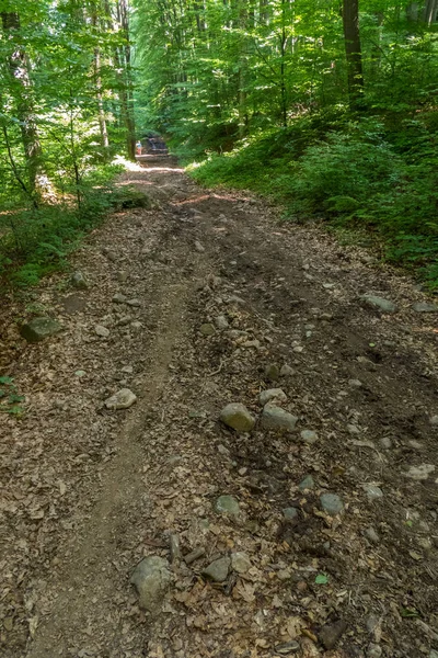 森の中の未舗装の道路は薮および木の中で石が点在しています — ストック写真