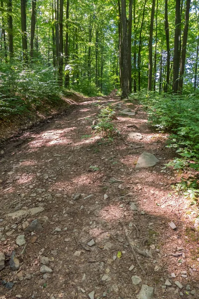 A rocky dirt road rising up a hill in a forest with high hornbeam and green herbs — Stock Photo, Image