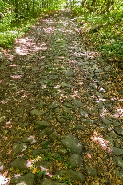 Old stone road in a green forest that leads up between a tree — Stock Photo, Image