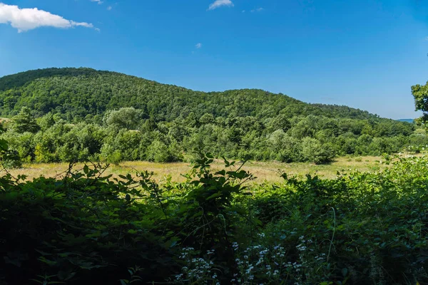 Вид на квітучий луг через зелені кущі. На задньому плані, ліс, гори і блакитне небо — стокове фото