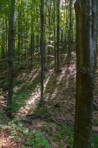 Slender young trees growing in even rows on a slope in the forest — Stock Photo, Image