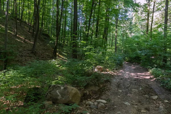 Road with stones in a green rare forest walking near a small slope with growing trees. — Stock Photo, Image