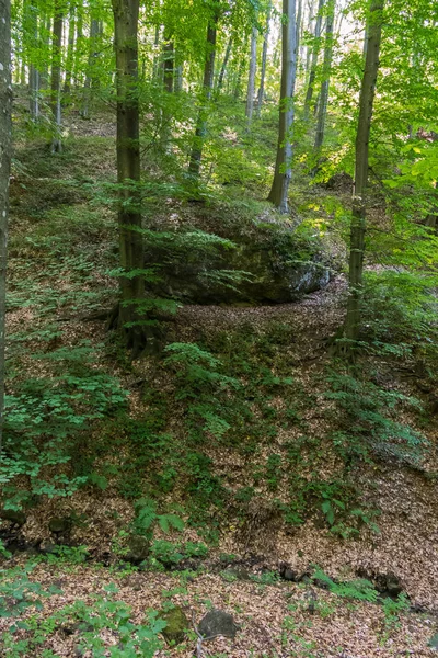 Ein kleiner grüner Abhang in einem Wald, der selten mit Bäumen und Sträuchern bewachsen ist — Stockfoto