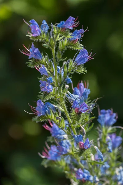 En färgstark blomma med en lång grön stam täckt med små tunna fibrer med sällsynta kronblad av den blå himlen. — Stockfoto