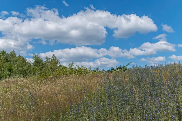 Bir alanın tam vahşi küçük çiçekler ve çalılar büyük mavi gökyüzü arka planı — Stok fotoğraf