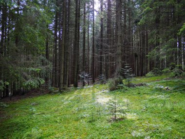 Geniş yeşil orman glade büyüleyici hazırda bekleme ağaçlar fon karşı. Çocuklar ve yetişkinler için dinlenmek için bir yer