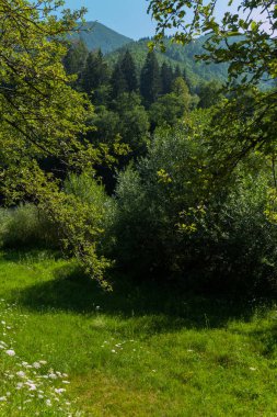 Yeşil orman glade karşı sonsuz dağ zemin yaprak döken ağaçlar bir sürü