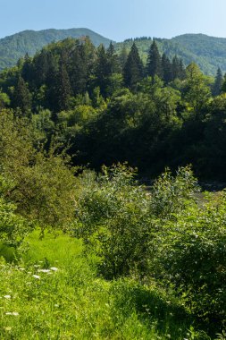 bir dağ nehir bir vadiye çalıların ile eğimlidir. Dağları nın vahşi Yeşiller büyüleyici