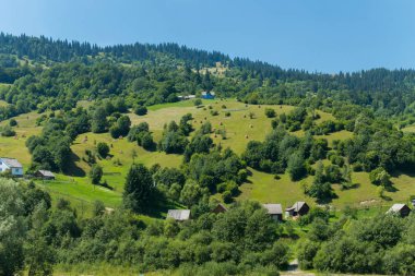 Uzun boylu ağaçlar ve kalın çim yeşil çayırlar. Ve ufukta çam