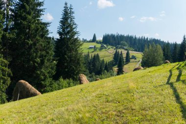 eğimli haystacks yüksek çam ağaçları arka plan üzerinde bir köyü yakınlarındaki bir tepe dik yamacında