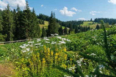 Beyaz papatya güzellikleri bir kırsal ev bahçede büyüyen. Yeşil yamaçları ve kalın firs güzel doğa ile.