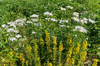 bir çim hassas papatyalar ve arka plan yeşil kovan üzerine sarı çiçek