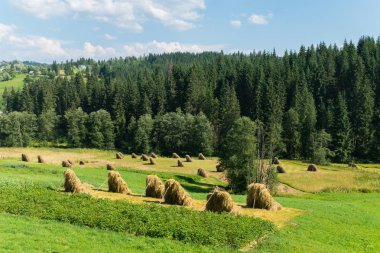 Soyed Karpat karaciğerleri saman şehirlerde Ladin forest yakınındaki