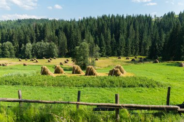Yavaşça bir iğne yapraklı orman arka planda ahşap bir çit arkasındaki büyük haystacks toplanan