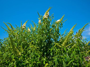 Beyaz çiçek ve küçük uzun yaprakları ile büyük bir gür yeşil çalı