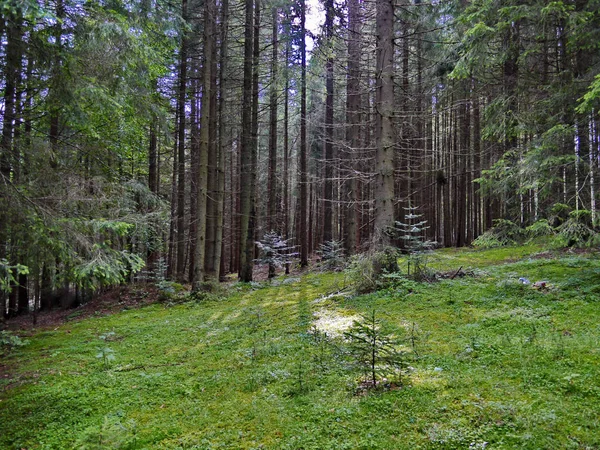 松の高幹の背景に小さな木の森林の空き地 — ストック写真