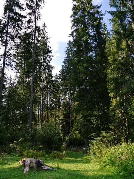 巨大な切り株との距離で背の高い針葉樹の居心地の良い森の空き地。家族の休息のための場所 — ストック写真