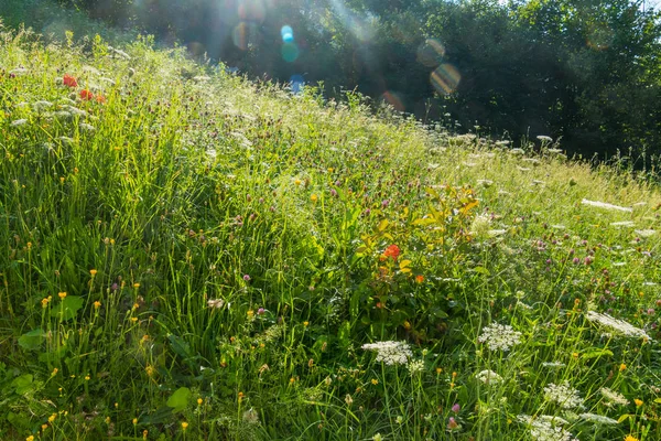 Ein üppiger Teppich aus Wiesenblumen an einem grünen Hang unter den ersten Strahlen einer hell aufgehenden Sonne. — Stockfoto