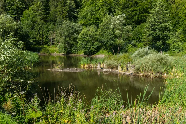 Yeşil ağaçların arasında ormandaki küçük, gür bir gölet