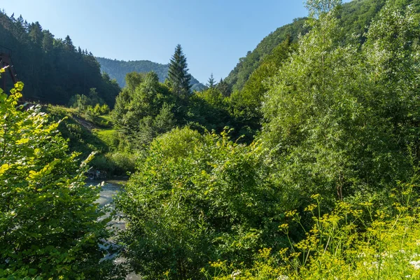 Hustý, hustý, nebezpečné nebezpečí houštiny. Výzva pro každého cestovatele — Stock fotografie