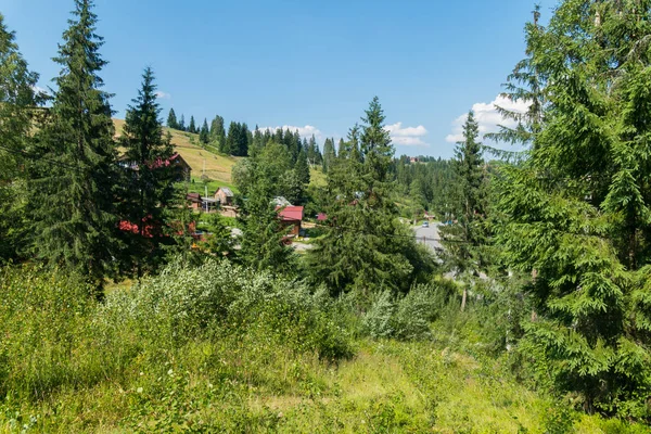 Una vista del paisaje a través de altos árboles de coníferas en la carretera y las casas más cercanas — Foto de Stock