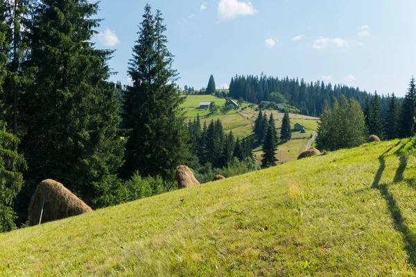 eğimli haystacks yüksek çam ağaçları arka plan üzerinde bir köyü yakınlarındaki bir tepe dik yamacında