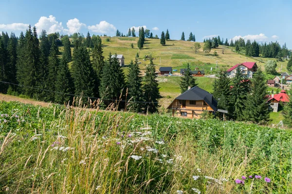 Çiçek açan alan rengarenk otu ve evler içinde belgili tanımlık geçmiş