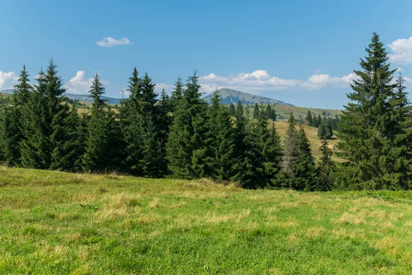 çimenli tepeler arasındaki vadi küçük bir vadiye Ladin ormanda