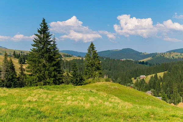 Waldlichtung mit hohen, üppigen Kiefern inmitten riesiger grüner Berge — Stockfoto