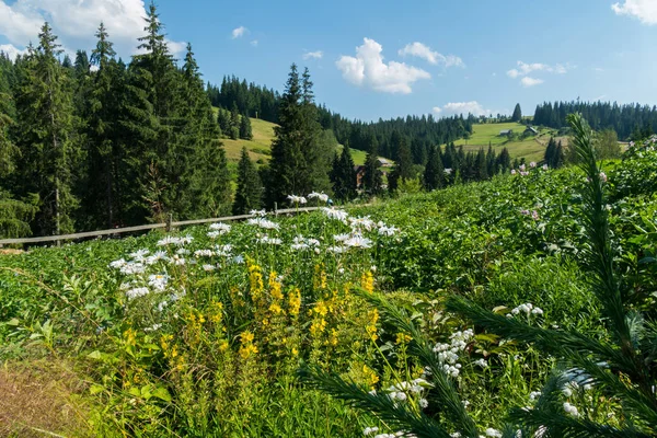 Bellezas de manzanilla blanca creciendo en el jardín de una casa rural. Con hermosa naturaleza alrededor con pendientes verdes y abetos gruesos . — Foto de Stock