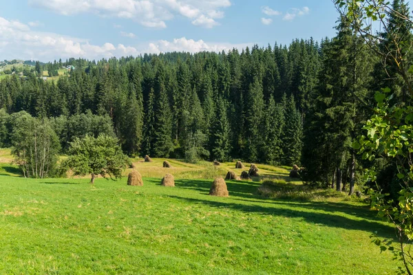 Stohy sena na mýtině uprostřed lesa — Stock fotografie