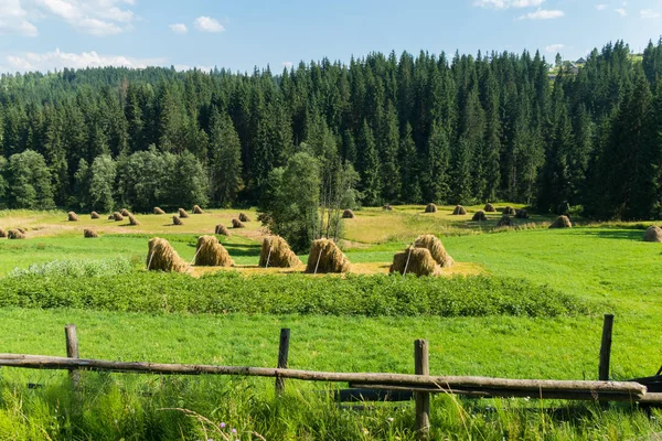 Yavaşça bir iğne yapraklı orman arka planda ahşap bir çit arkasındaki büyük haystacks toplanan