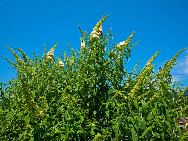 Beyaz çiçek ve küçük uzun yaprakları ile büyük bir gür yeşil çalı