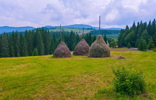 Hohe Heuhaufen auf einer Wiese, umgeben von hohen Tannen und nebelbedeckten Berggipfeln unter blauem Himmel. ein Ort der Ruhe, des Tourismus und des Picknicks — Stockfoto