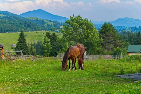 horses on a green pasture on the outskirts of a village near the mountains