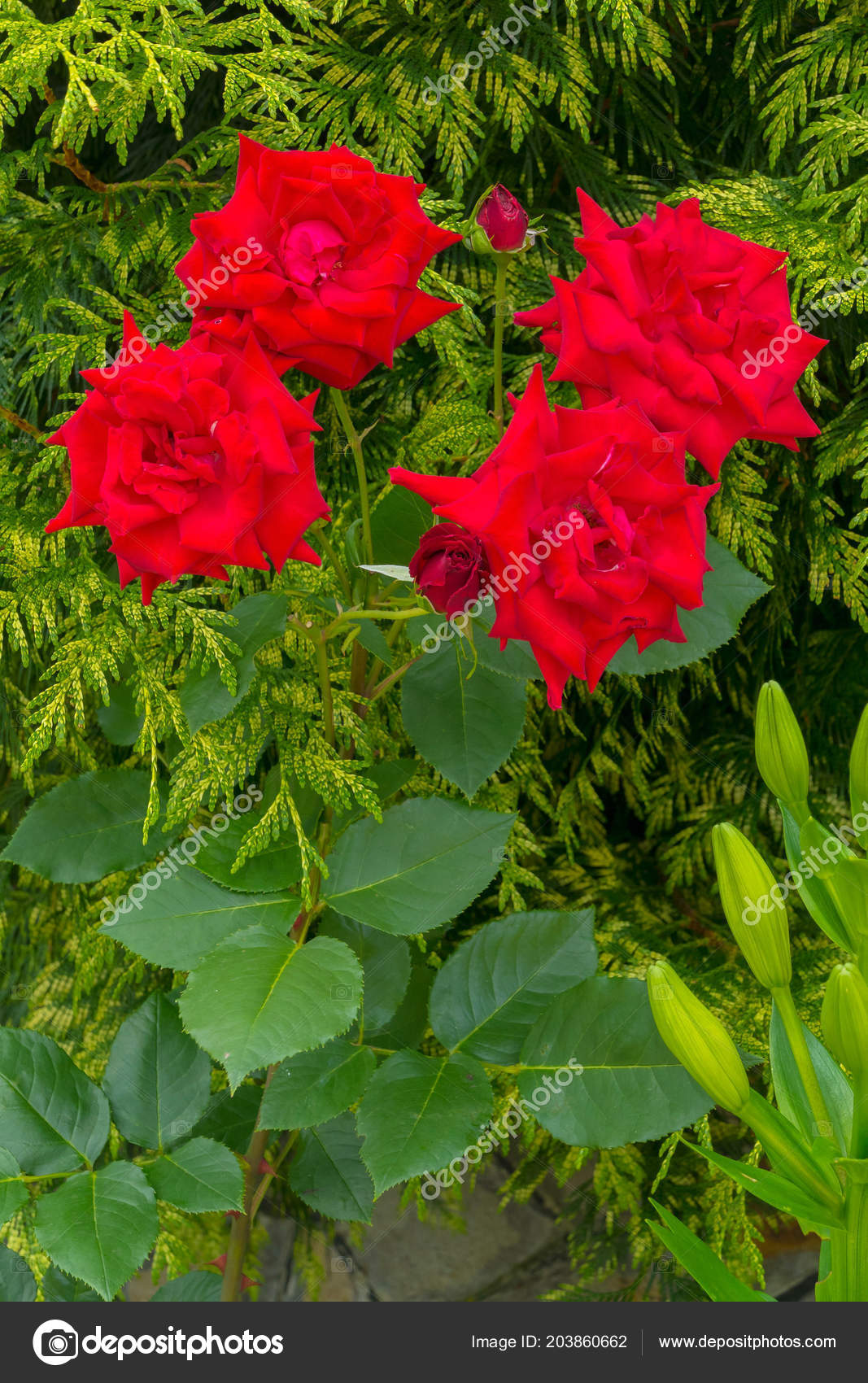 Un Arbuste Avec Des Fleurs Dune Luxuriante Belle Rose Rouge