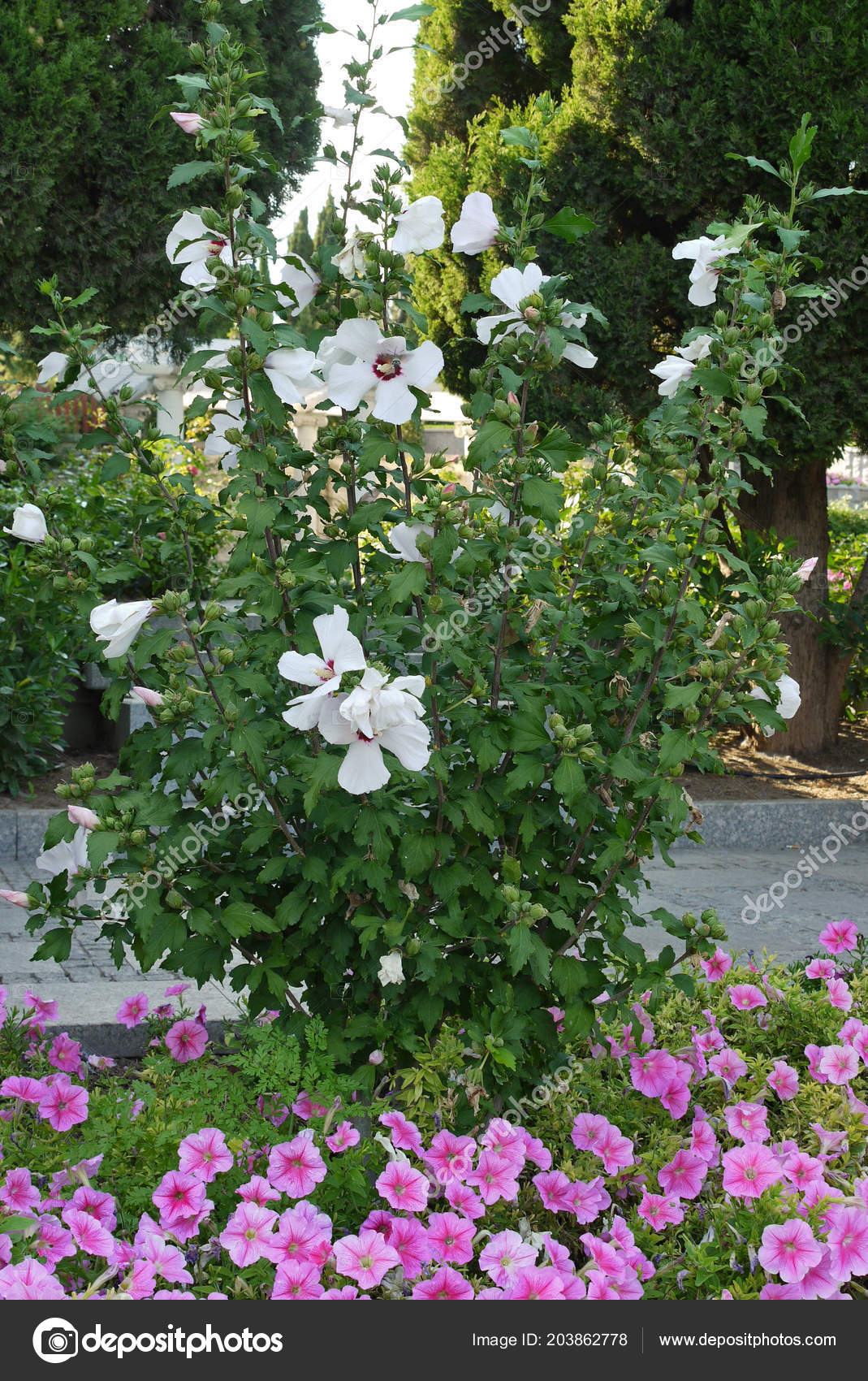 Un Arbuste à Fleurs Blanches De Gros Est Entouré De Petites