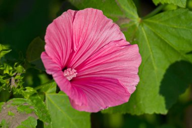 hassas soluk pembe çiçek yeşil yaprakları tarafından çevrili
