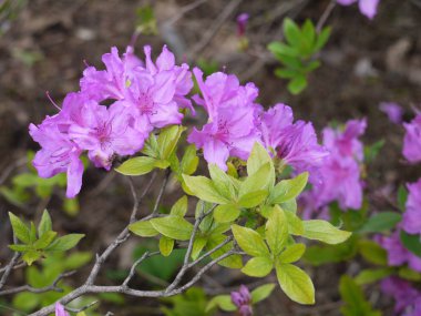 Eğri dal yeşil yaprakları ile Lila çiçek çiçeklenme