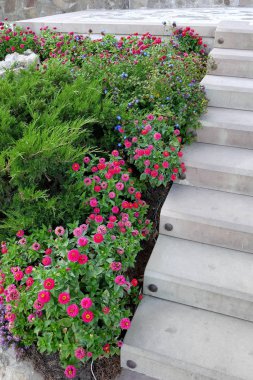 herdem yeşil bitki ve tencere somut adımlar yakınındaki küçük Bordo çiçek ile dekoratif çiçek yatak