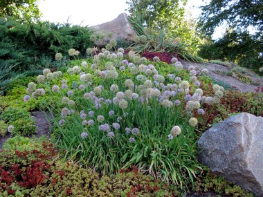 Yabani sarımsak farklı renkler, yeşil ve büyük cobblestones ile bir çiçek yatağı üzerinde çiçeklenme