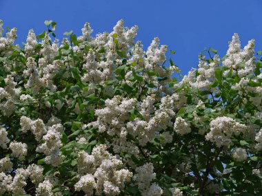 zarif ve çok invitingly kokulu beyaz leylak mavi gökyüzü