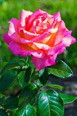 parlak ayyaş gür yeşil yaprakları ve ihale yaprakları ile yükseldi