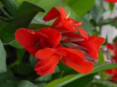 Büyük yemyeşil yaprakları ve küçük yeşil yaprakları ile hassas kırmızı çiçek