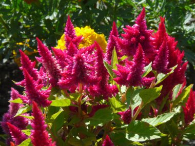 Yoğun ihale yeşil yaprakları ile uzun boylu sulu sapları üzerinde büyüyen keskin üstleri ile harika pembe çiçekler.