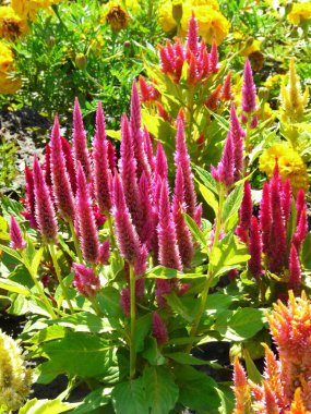 Bahçedeki Liatris yüksek lavanta çalılar