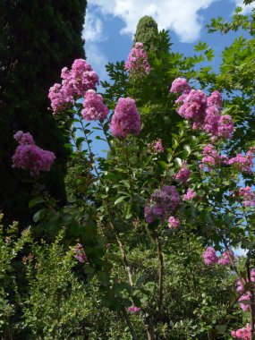 güzel bir bulutlu gökyüzü karşı yavaşça pembe Lila dalları