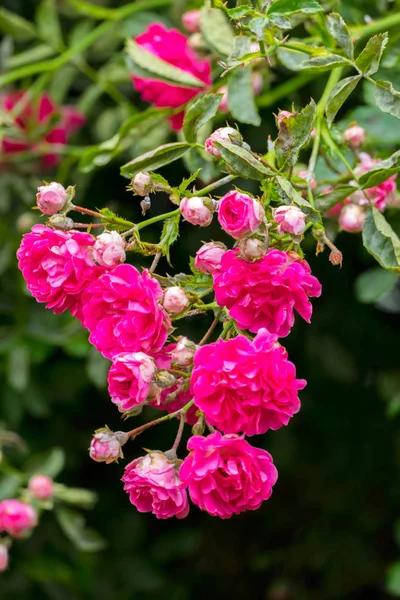 Una bella rosa lussureggiante su un ramo con spine e foglie verdi — Foto Stock