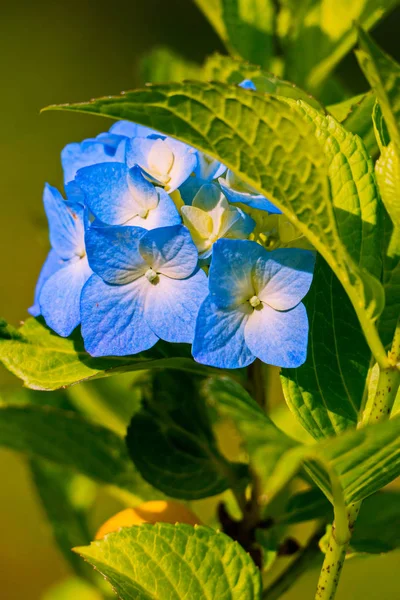 A stem with several blue flowers with white divorces and yellow medints